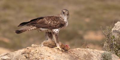 Birdwatching Spain