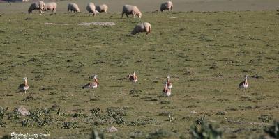 Birdwatching Spain