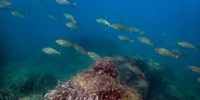 Centro de buceo SCUBA ELX-Bautismo de buceo desde barco en Santa Pola-Scuba try dive from boat in Santa Pola-Baptisme de busseig des de vaixell a Santa Pola