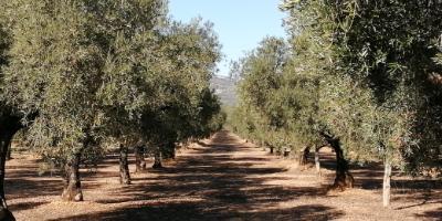 Complejo Rural Turimaestrat-Oro líquido y olivos milenarios- liquid gold and ancient olive trees-or líquid i oliveres mil·lenàries