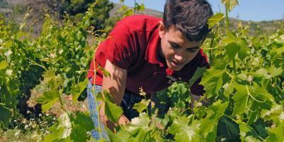 BODEGAS RIKO-El vino: del campo a la mesa-The wine: from the yard to the table-El vi: del camp a la taula