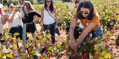 BODEGAS NODUS-De la viña a la copa-From the vineyard to the glass-De la vinya a la copa