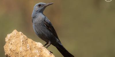 Visit Natura-Birding en Ribarroja del Turia-Birding in Ribarroja del Turia-Birding en Riba-roja de Túria