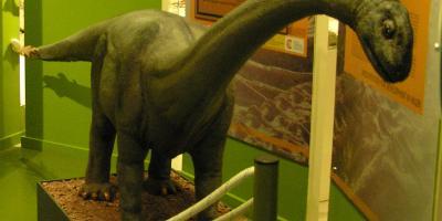 Museo Paleontológico de Elche-Conoce al dinosaurio solidario-Learn about the caring dinosaur-Coneix el dinosaure solidari