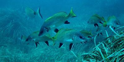 Centro de buceo SCUBA ELX