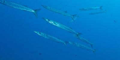 Centro de buceo SCUBA ELX