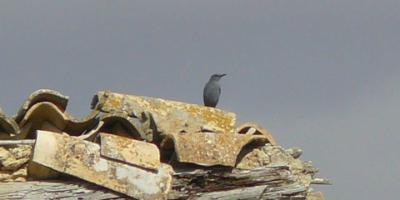 Numenius. Nature in context-Birds&Wines-Birds&Wines-Birds&Wines