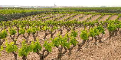 Experiences Valencia-Enoturismo Sostenible-Sustainable wine tourism-Enoturisme Sostenible