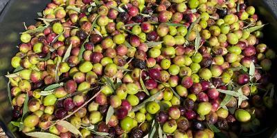 CASA DE OLIVOS-Experiencia de cosecha de aceitunas-Olive Harvest Experience-Experiència de collita d'olives