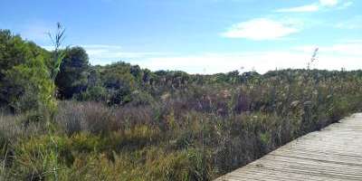 Turismo Botánico-La Devesa del Saler: de la arena a la vida-La Devesa del Saler: from sand to life-La Devesa del Saler: de l'arena a la vida