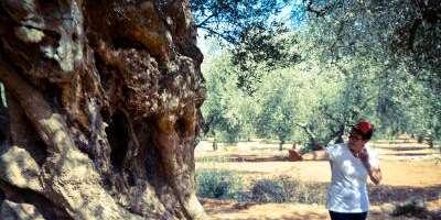 Itinerantur-Los Olivos Milenarios-Ancient olive trees-Les oliveres mil·lenàries