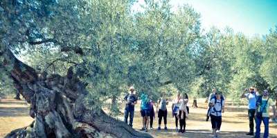 Itinerantur-Los Olivos Milenarios-Ancient olive trees-Les oliveres mil·lenàries