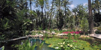 Huerto del Cura-Un paseo entre palmeras-A walk through the palm trees-Un passeig entre palmeres