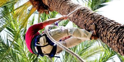 Huerto del Cura-Un paseo entre palmeras-A walk through the palm trees-Un passeig entre palmeres