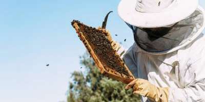 Finca San Agustín-Descubre los secretos de la miel-Discover the secrets of honey-Descobreix els secrets de la mel