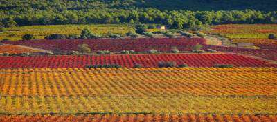 Finca San Agustín-Senderismo entre viñas-Walking among vineyards-Senderisme entre vinyes