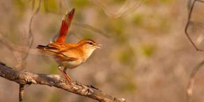 Avanzatour-Birdwatching en la montaña-Birdwatching in the mountains-Birdwatching en la muntanya