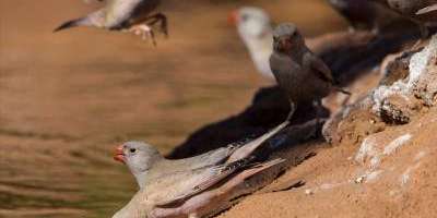 Avanzatour-Birdwatching en la montaña-Birdwatching in the mountains-Birdwatching en la muntanya