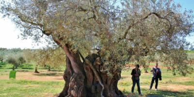 Explora Maestrat-Siente el latido de los olivos milenarios: secretos y sabores-Experience the millenary olive trees: secrets and flavours-Sent el batec de les oliveres mil·lenàries: secrets i sabors