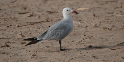 Birdwatching Spain