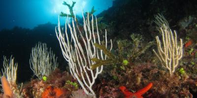 Celacanto Escuela de Buceo-Tu primer buceo con estrellas-Your first dive with stars-El teu primer busseig amb estreles