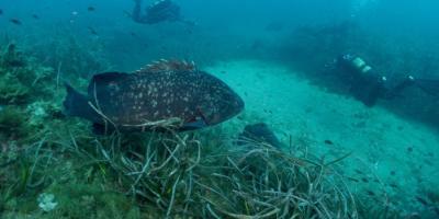 Centro de buceo SCUBA ELX