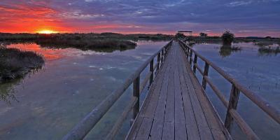 OXYTOURS-Los humedales de la Costa Blanca y sus joyas aladas-Birds of the wetlands of the Costa Blanca-Les aus dels aiguamolls de la Costa Blanca