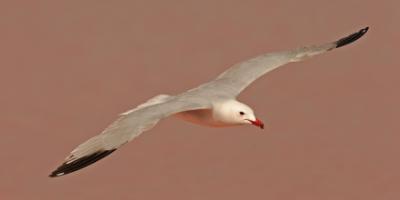 OXYTOURS-Los humedales de la Costa Blanca y sus joyas aladas-Birds of the wetlands of the Costa Blanca-Les aus dels aiguamolls de la Costa Blanca