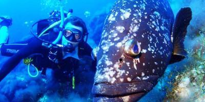 Charters Casamar-Buceo en islas volcánicas: Columbretes-Scuba diving in volcanic islands: the Columbretes-Busseig en illes volcàniques: Columbretes