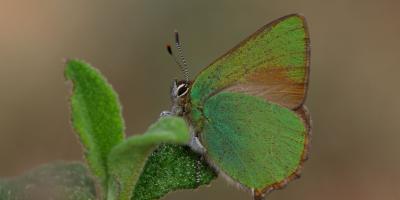 Birdwatching Spain-Observación de mariposas-Butterflies walks-Observació de papallones