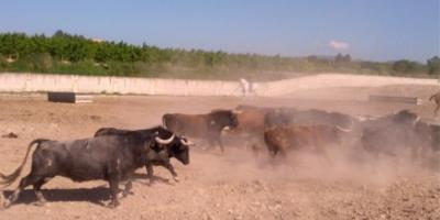 Field and Horse-Trashumancia a caballo de ganado vacuno-Horseback transhumance of bulls-Transhumància a cavall de bestiar boví