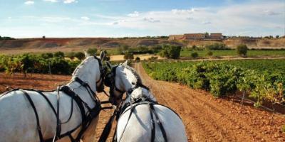 Field and Horse-Vinos y caballos en Fontanars dels Alforins-Wines and horses in Fontanars dels Alforins-Vins i cavalls a Fontanars dels Alforins