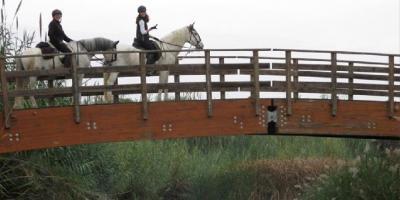 Field and Horse