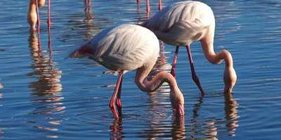 Las aves del humedal