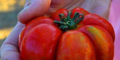 Degustació tomaca de la terra