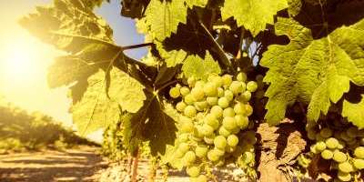 Estancia entre viñedos en la Toscana valenciana