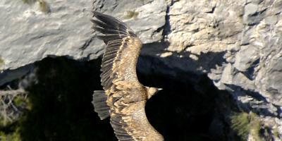 Observatorio de aves - Cinctorres