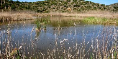 EducaVerd - GreenWalks-La Muntanyeta Verda, espectacular atalaya a la biodiversidad-La Muntanyeta Verda in Pego Oliva marsh-La Muntanyeta Verda, espectacular talaia a la biodiversitat